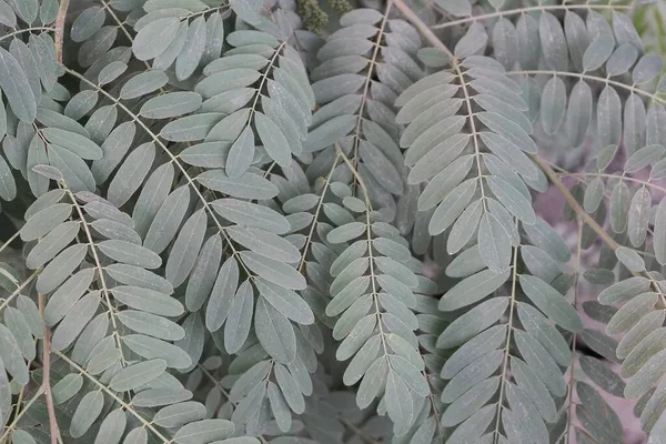 Gris Verde Textura Vegetal Natural Hojas Pequeñas Ramas Acacia Cubiertas —  Fotos de Stock