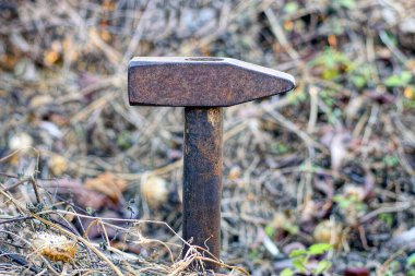 Tahta saplı eski bir demir paslı çekiç sokaktaki bitkilerin kuru dallarında duruyor.