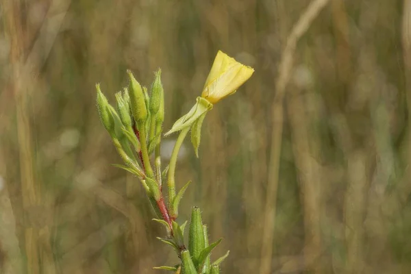 绿茎上的一朵黄色野花 叶在自然界中 — 图库照片