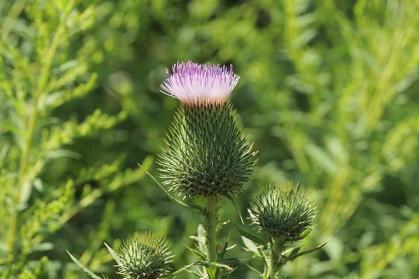 One Big Prickly Green Red Burdock Flower Stalk Park — Stock Photo, Image