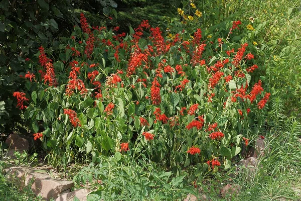 夏の庭の花壇の緑の植生の間に多くの赤いサルビアの花 — ストック写真