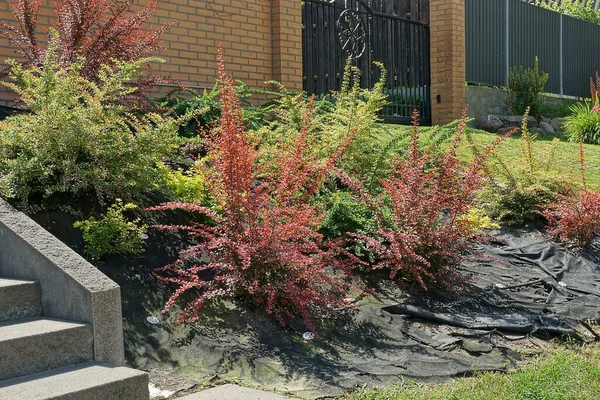 Buissons Décoratifs Colorés Sur Cellophane Noir Herbe Verte Dans Jardin — Photo