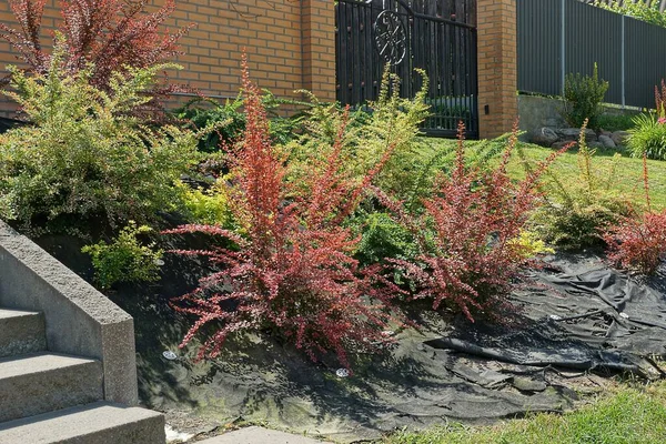 Farbige Ziersträucher Auf Schwarzem Zellophan Und Grünem Gras Garten — Stockfoto