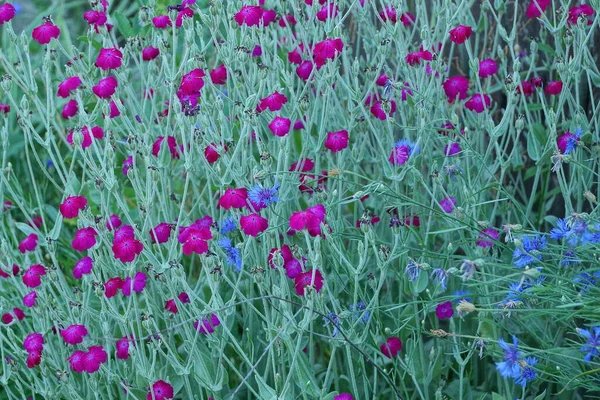 Küçük Dekoratif Mor Çiçeklerin Doğal Bitki Dokusu Yeşil Saplı Mavi — Stok fotoğraf