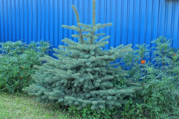 Dwa Małe Zielone Świerki Drzew Iglastych Trawie Przed Niebieskim Metalowym — Zdjęcie stockowe