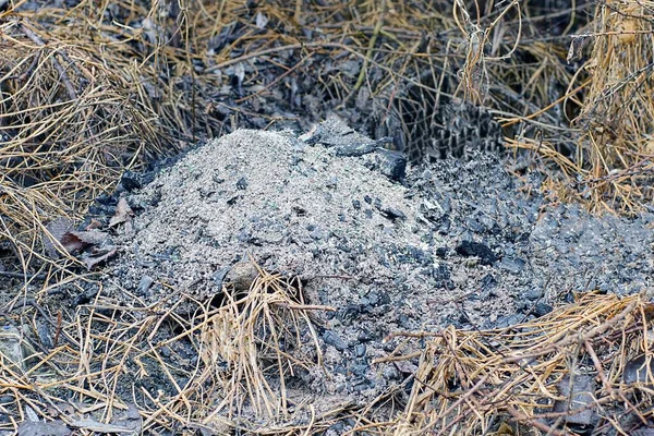 Pile Extinct Fire Gray Black Ash Brown Dry Grass Vegetation — Fotografia de Stock