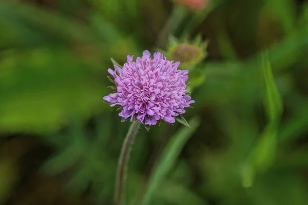 One Small Purple Wild Flower Green Stem Nature — Fotografia de Stock