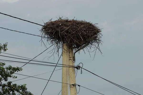 灰色混凝土杆子上的一个巨大的褐色鸟巢 有电线与天空对接 — 图库照片