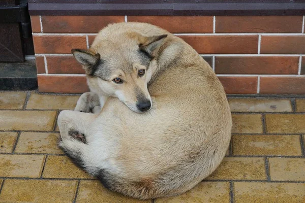 One Large Gray Stray Dog Lies Brown Sidewalk Brick Wall — Zdjęcie stockowe