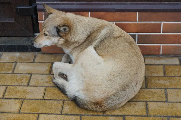 Jeden Duży Szary Bezpański Pies Leży Brązowym Chodniku Przy Ceglanym — Zdjęcie stockowe