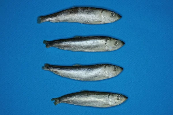 Wiersz Czterech Mrożonych Szarych Ryb Morskich Śledzia Niebieskim Stole — Zdjęcie stockowe