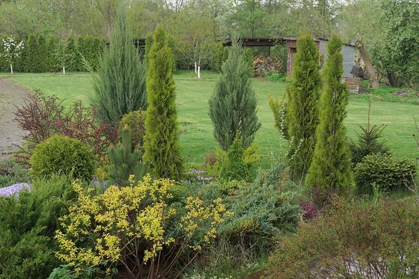 Jardín Verde Coníferas Árboles Decorativos Arbustos Colores Flores Naturaleza — Foto de Stock