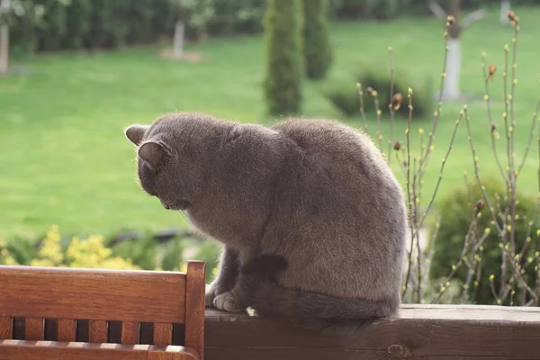Jedna Šedá Velká Kočka Sedí Spí Hnědé Dřevěné Desce Dekorativního — Stock fotografie