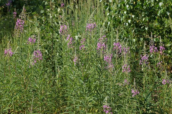 Flores Lareira Roxo Selvagem Entre Vegetação Verde Uma Floresta Verão — Fotografia de Stock