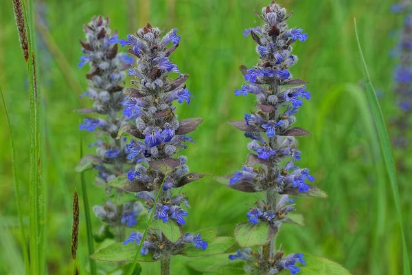 Long Bleu Petites Fleurs Sauvages Ayuga Parmi Végétation Verte Dans — Photo