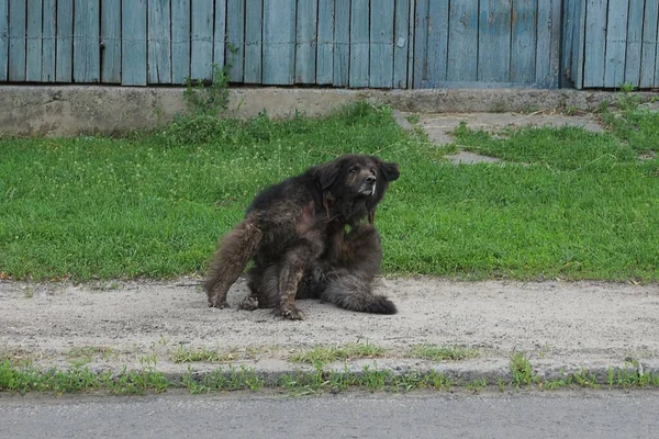 Одна Большая Черная Собака Сидит Сером Асфальте Рядом Зеленой Травой — стоковое фото