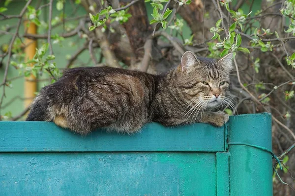 Jeden Duży Szary Kot Leży Zielonym Metalowym Płocie Ulicy — Zdjęcie stockowe