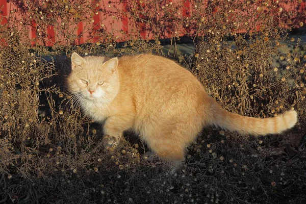 고양이 마리가길 풀밭에 — 스톡 사진