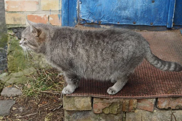 Jeden Duży Szary Kot Stoi Zewnątrz Brązowym Progu Cegły Pobliżu — Zdjęcie stockowe