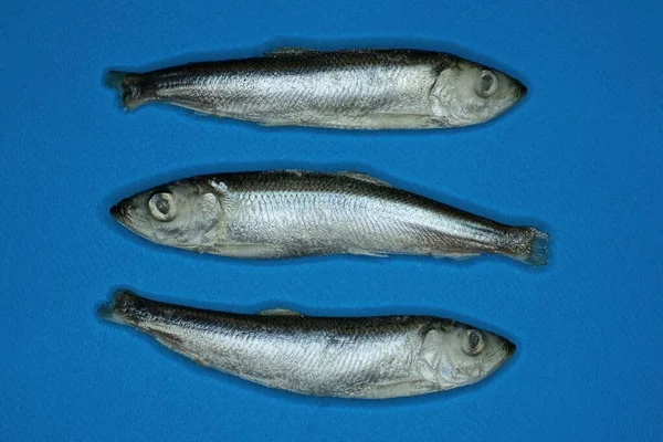 Måltid Med Tre Havsströmming Fisk Ligger Ett Blått Bord — Stockfoto