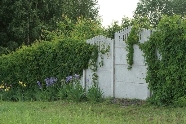 Weißer Betonmauer Zaun Überwuchert Mit Grüner Vegetation Und Gras Auf — Stockfoto