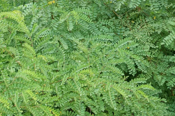 Textura Vegetal Natural Una Rama Acacia Con Pequeñas Hojas Verdes —  Fotos de Stock