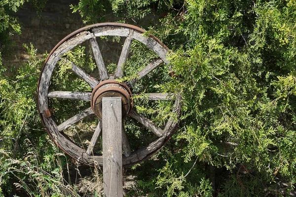 Jeden Stary Szary Drewniane Koło Wózka Stoi Przyrodzie Wśród Zielonej — Zdjęcie stockowe