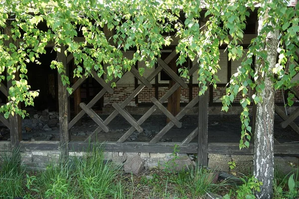 Part Old Brown Fence Broken Boards Street Green Grass Birch — Stock Photo, Image