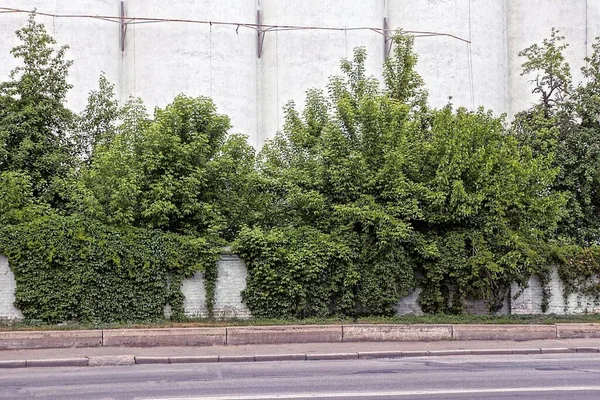 Una Cerca Muro Hormigón Blanco Edificio Industrial Cubierto Vegetación Verde — Foto de Stock