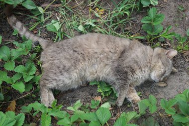 Bitkilerin yeşil yaprakları arasında uyuyan büyük gri bir kedi.