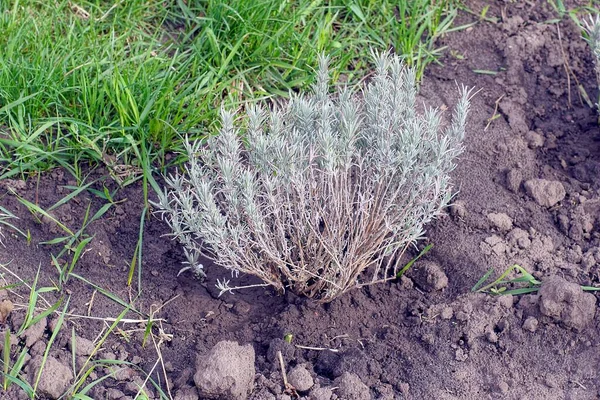 Buisson Lavande Gris Bleu Dans Terre Noire Près Herbe Verte — Photo