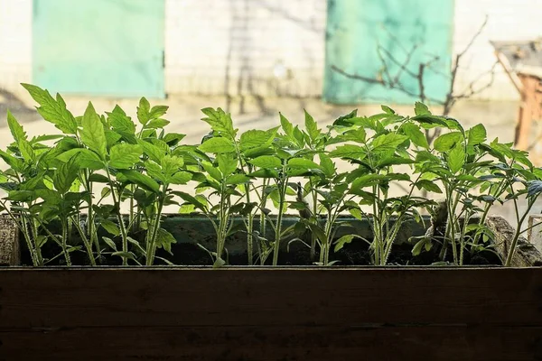 Brown Wooden Box Green Tomato Seedling Plants Stands Windowsill Window — Stok Foto