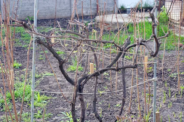 Ramos Marrons Secos Arbusto Uvas Suspendem Arame Cinza Jardim Primavera — Fotografia de Stock