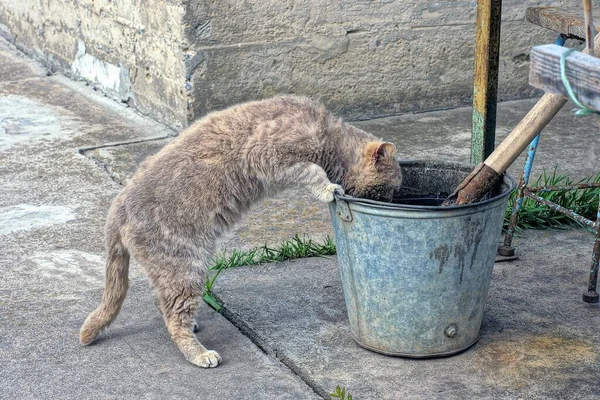 Jeden Szary Kot Pije Wodę Metalowego Wiadra Asfalcie Ulicy — Zdjęcie stockowe