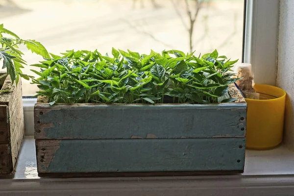 Una Caja Madera Gris Con Plantas Plántulas Pimiento Verde Encuentra — Foto de Stock