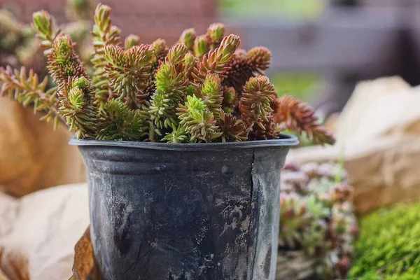 One Black Dirty Plastic Flowerpot Decorative Green Brown Plants — Stock Fotó
