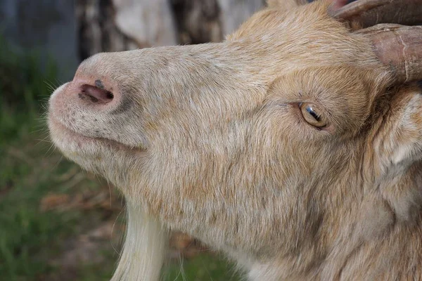 One Big Gray Brown Goat Head Outdoors — Zdjęcie stockowe