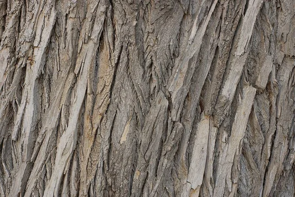 Natural Wooden Texture Pattern Gray Poplar Tree Bark — стоковое фото