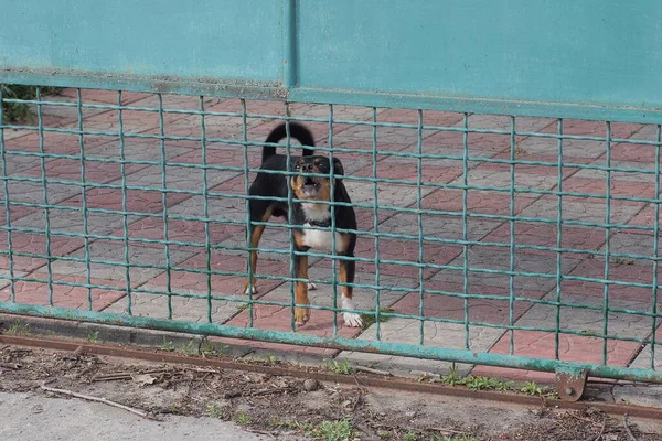 Küçük kızgın bir siyah beyaz köpek caddedeki yeşil metal tel örgülerin arkasında havlıyor.