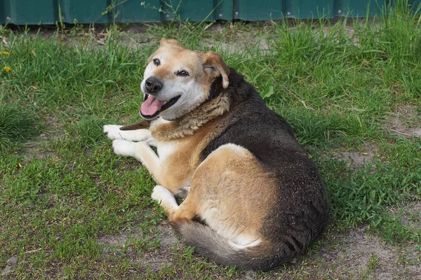 One Big Brown Dog Lies Looks Green Grass Lawn Outdoors — Φωτογραφία Αρχείου