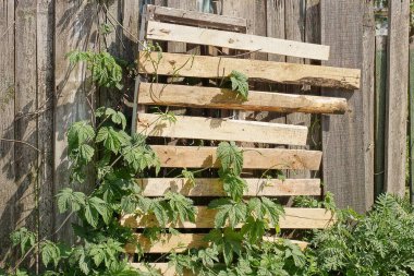 Gri kahverengi eski çit duvarlar yeşil bitki örtüsüyle kaplanmış.
