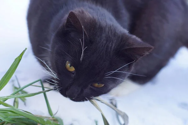 Gato Preto Come Grama Verde Senta Neve Branca Uma Rua — Fotografia de Stock