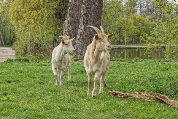 Dois Grandes Cabras Brancas Ficar Grama Verde Rua — Fotografia de Stock