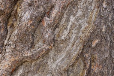 Eski bir ağacın kuru kabuğundan gri kahverengi ahşap doku