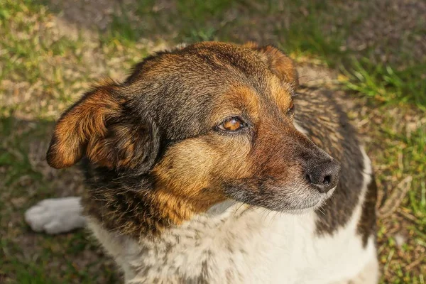 Uma Cabeça Grande Marrom Cão Manchado Livre Fundo Verde — Fotografia de Stock