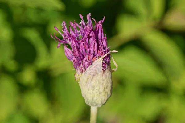 Gran Capullo Púrpura Cebolla Silvestre Sobre Tallo Verde Bosque —  Fotos de Stock