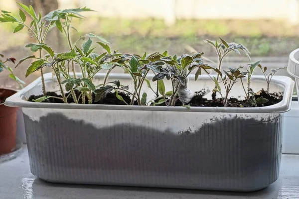 Kotak Plastik Putih Dengan Tomat Hijau Tanaman Bibit Berdiri Jendela — Stok Foto