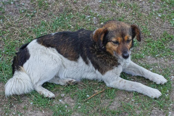 Ein Großer Gefleckter Hund Liegt Auf Dem Boden Mit Grünem — Stockfoto