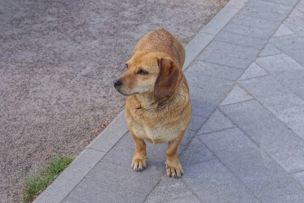 Ένα Καφέ Σκυλί Στέκεται Ένα Γκρι Πεζοδρόμιο Στο Δρόμο — Φωτογραφία Αρχείου