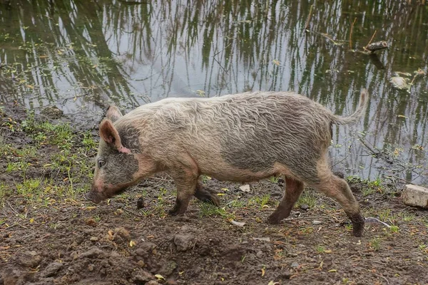 Jedna Wielka Szara Brudna Świnia Stoi Ziemi Nad Brzegiem Jeziora — Zdjęcie stockowe